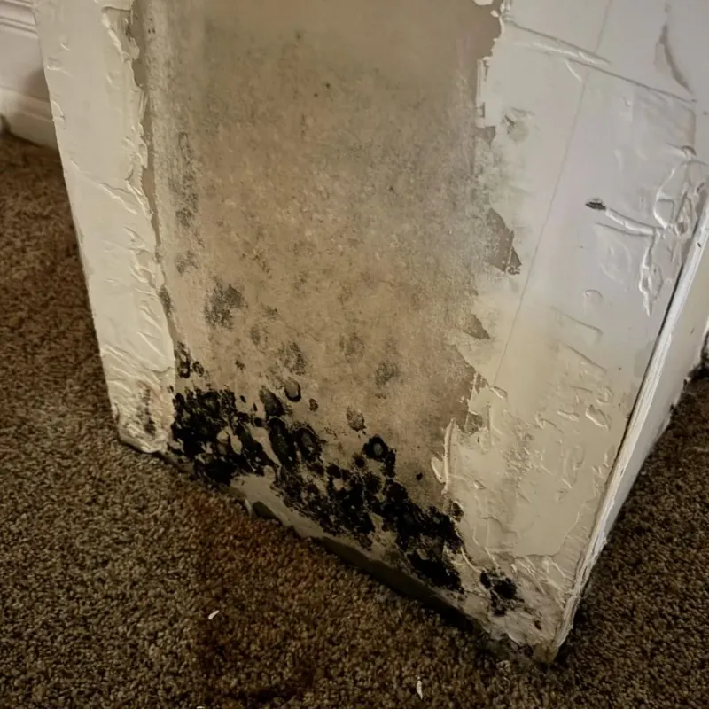Professional Mold Removal in Walden, CO